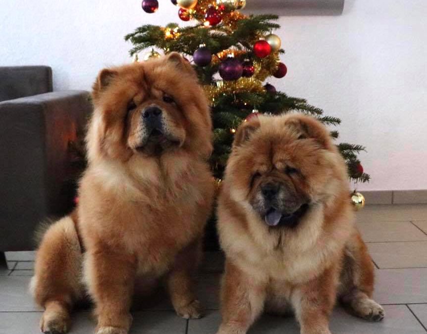 Frohe Weihnachten