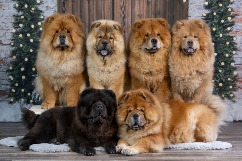 Unsere Chow-Chows