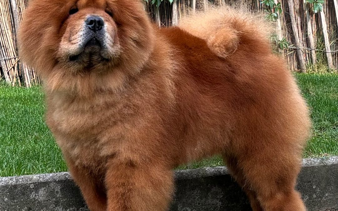 Ch. Seya Santino of Swiss Premium Chows 