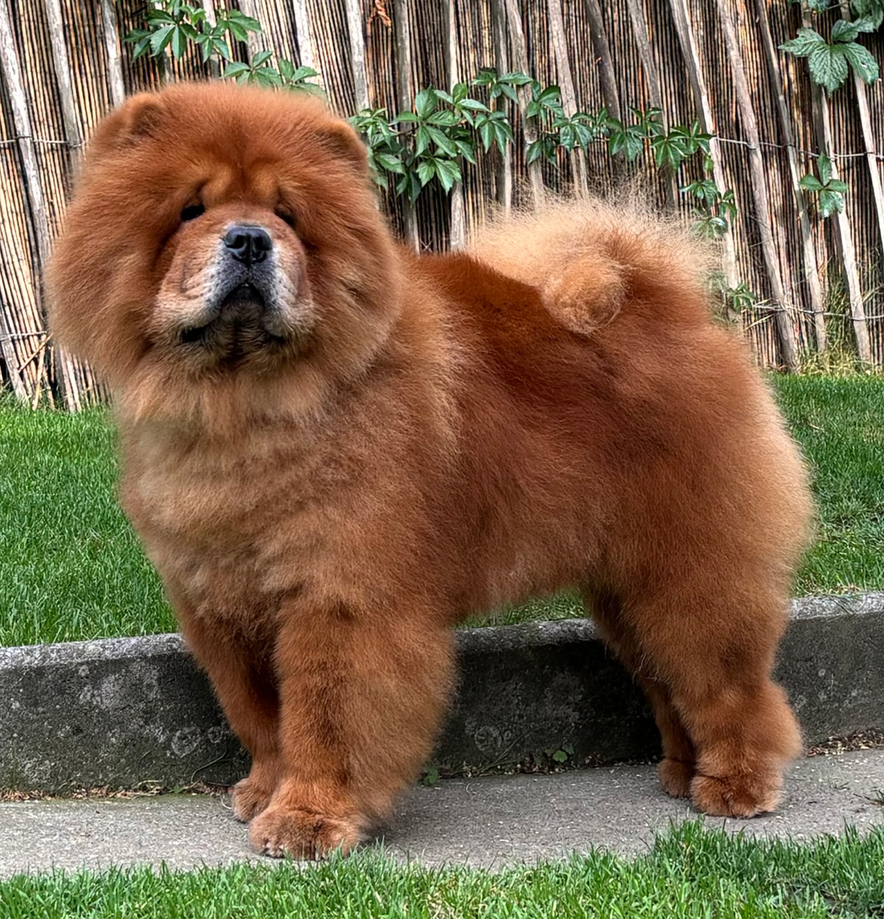 Ch. Seya Santino of Swiss Premium Chows 