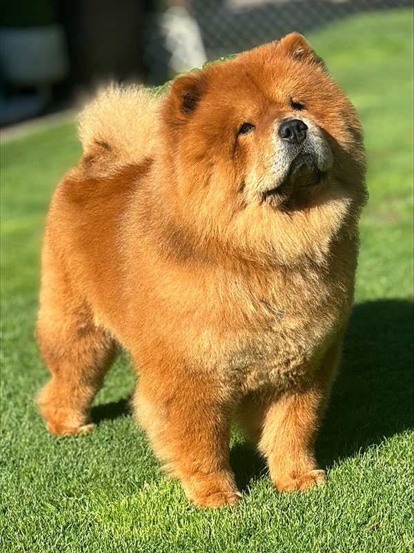 Liberty Lian of Swiss Premium Chows