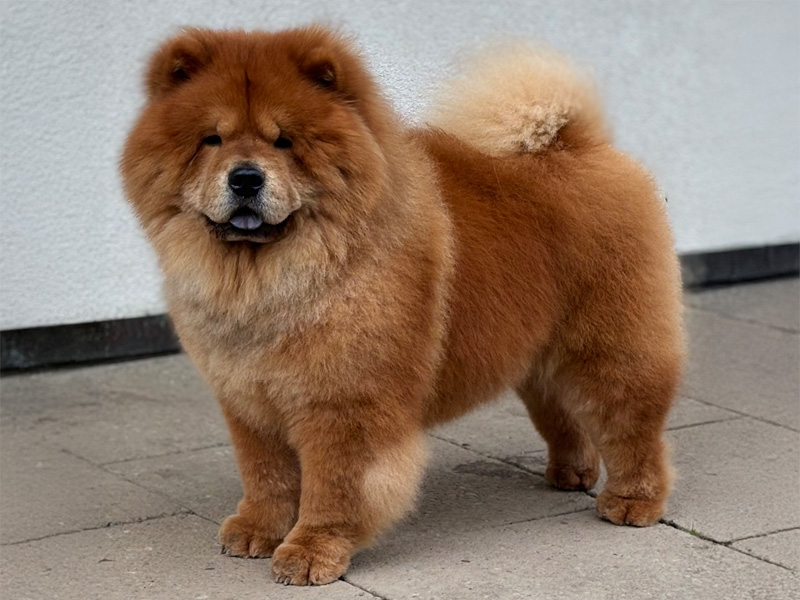 Liberty Lian of Swiss Premium Chows 