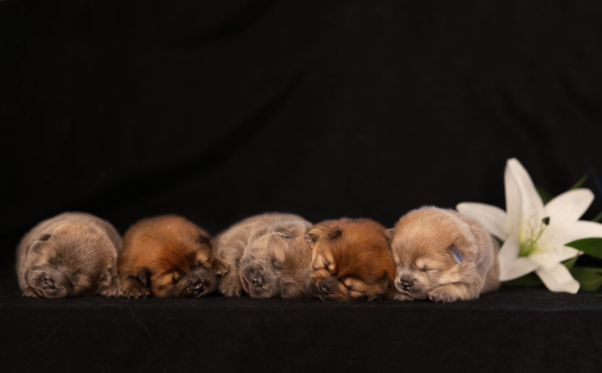 Lian ist Vater geworden