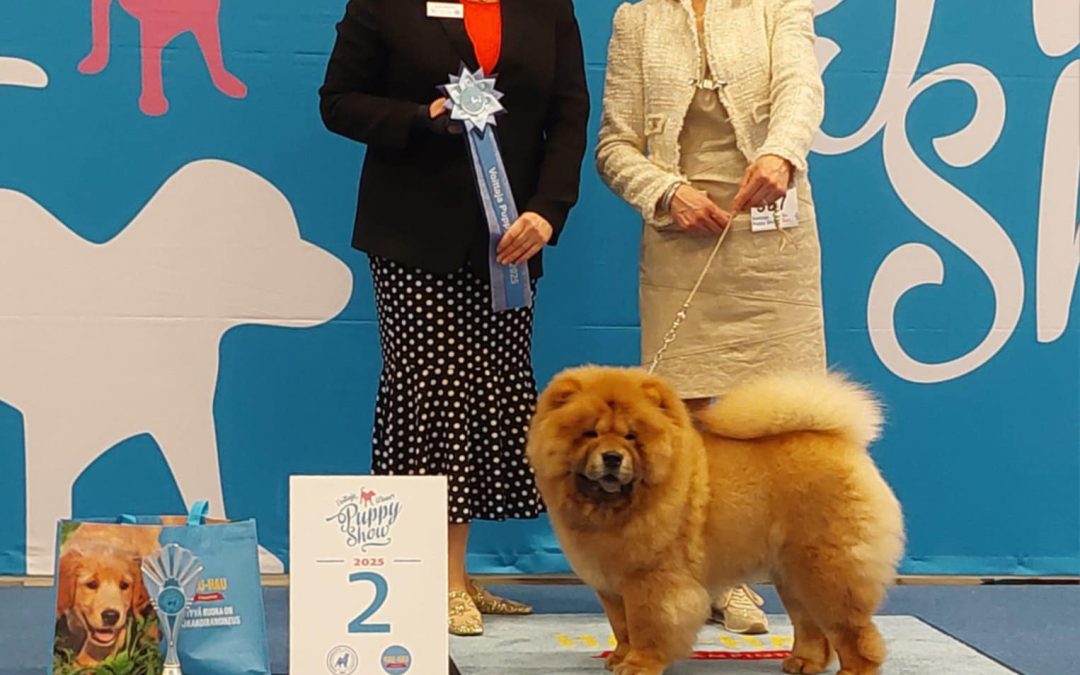 Elliot – Midnight Mylo of Swiss Premium Chows