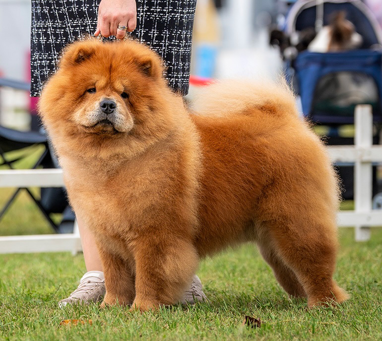 Liberty Lian of Swiss Premium Chows