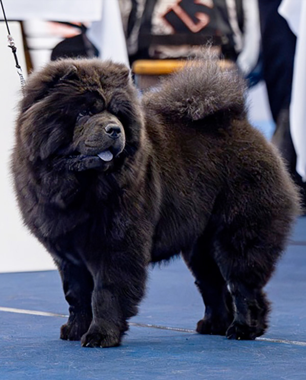 Notorious Star Azzurra Amani