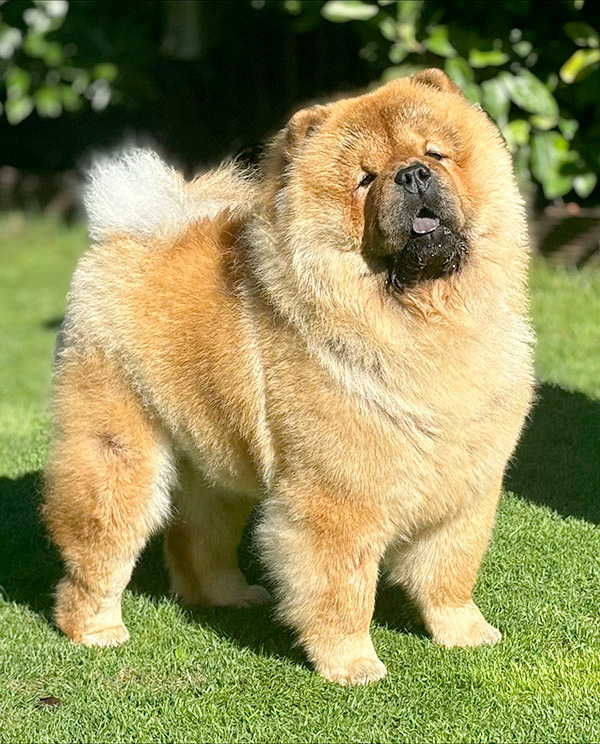 Lara Croft of the Blue Mystery