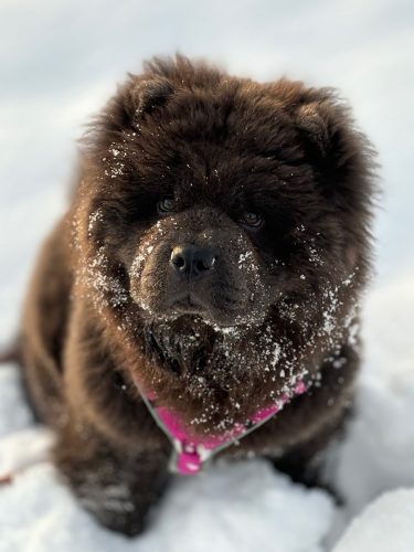 Notorious-Star-Azzurra-Amani