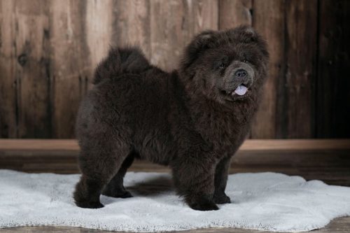 Notorious-Star-Azzurra-Amaniazzurra